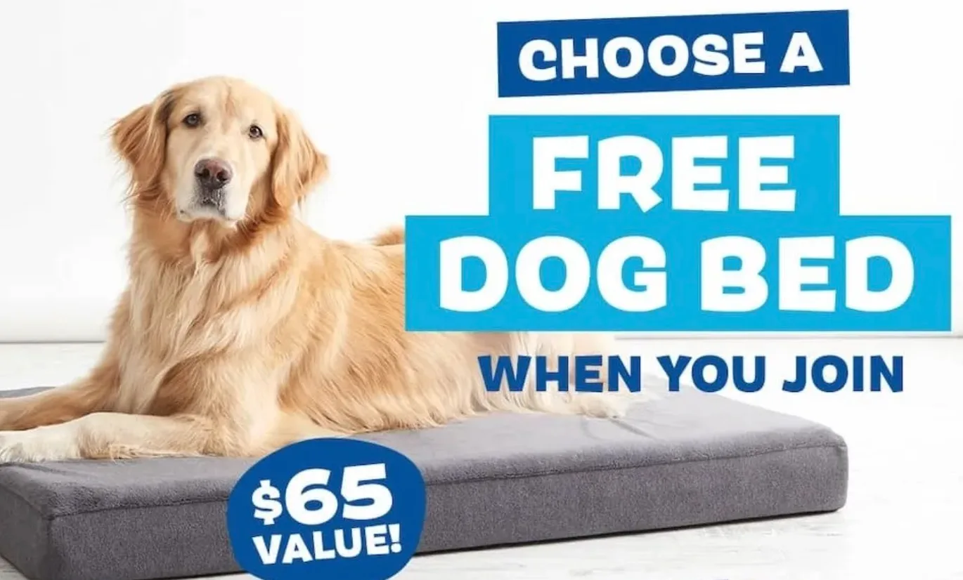 free dog bed with first box + free chews for a year at barkbox
